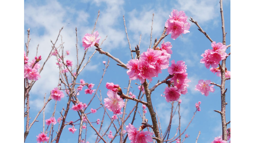 日本一早い桜まつり 今帰仁 来月２１日まで 八重山日報オンライン